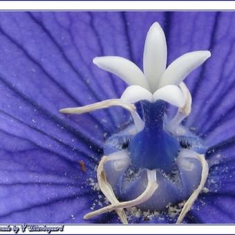 Platycodon grandiflorus