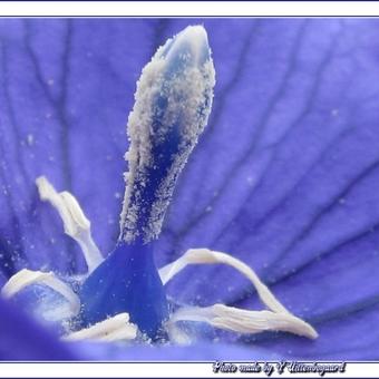 Platycodon grandiflorus