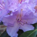 Rhododendron 'Catawbiense Grandiflorum' - 