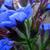 Anchusa azurea 'Loddon Royalist'