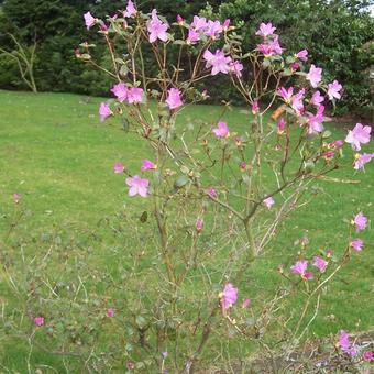 Rhododendron 'Praecox'