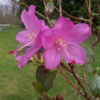 Rhododendron 'Praecox'