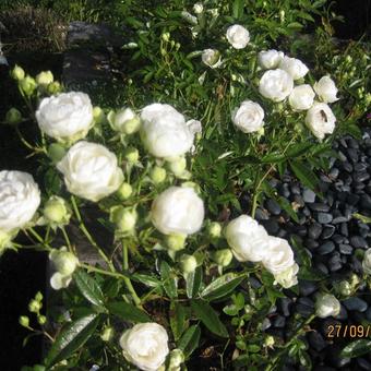 Rosa 'White Morsdag'