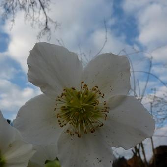 Helleborus niger