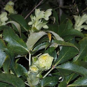 Helleborus odorus