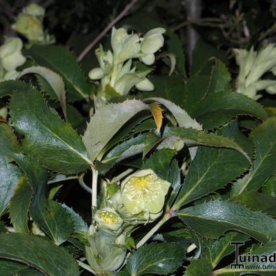 Helleborus odorus