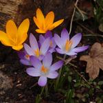 Crocus tommasinianus - Elfen-Krokus