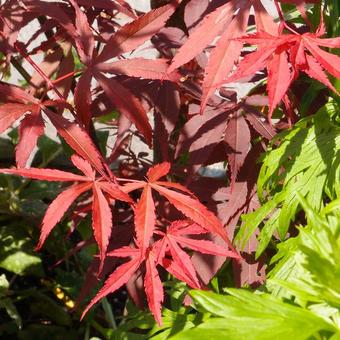 Acer palmatum 'Atropurpureum'