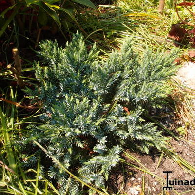 Juniperus squamata 'Blue Carpet'