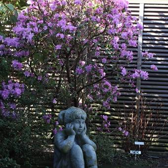 Rhododendron 'Praecox'