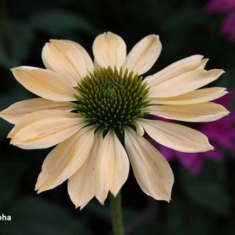 Echinacea purpurea 'Aloha'