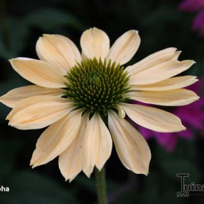 Echinacea purpurea 'Aloha'