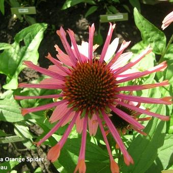 Echinacea purpurea 'Orange Spider'