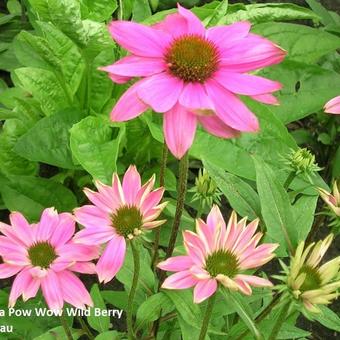 Echinacea purpurea 'POW WOW Wild Berry'