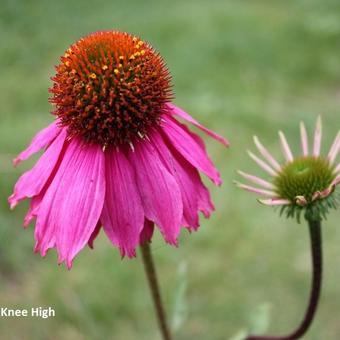 Echinacea purpurea 'Red Knee High'