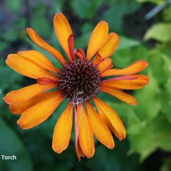 Echinacea purpurea 'Tiki Torch'