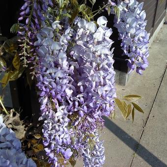 Wisteria sinensis ´Prolific´