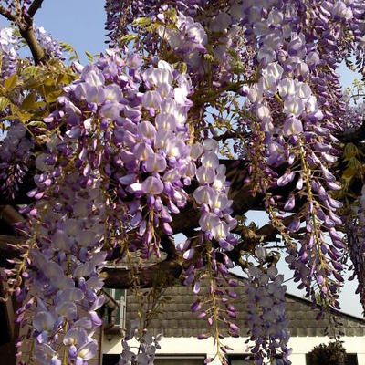 Wisteria sinensis ´Prolific´ - 