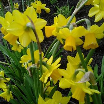 Narcissus 'Tête à tête'