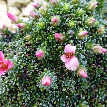 Saxifraga 'Excellent'