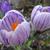 Crocus