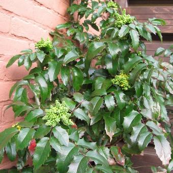 Mahonia aquifolium 'Smaragd'