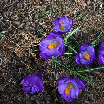 Crocus tommasinianus