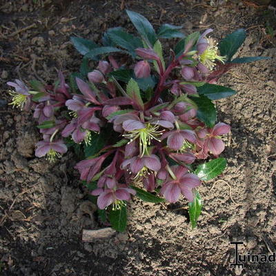 Helleborus x sternii 'Ashwood Strain' - 