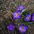 Crocus tommasinianus 'Ruby Giant'