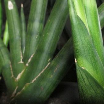 Sansevieria cylindrica ‘Skyline’