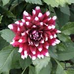 Dahlia 'Duet' - 