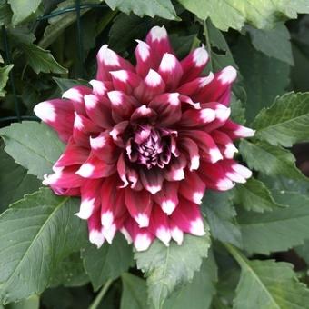 Dahlia 'Duet'