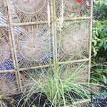 Cortaderia selloana 'Evita' - 