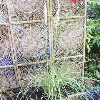 Cortaderia selloana 'Evita'