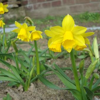 Narcissus 'February Gold'