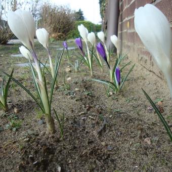 Crocus vernus