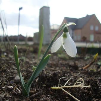 Galanthus elwesii