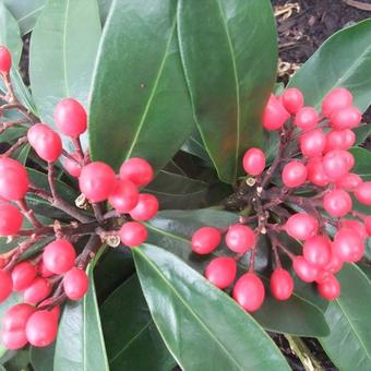 Skimmia japonica subsp. reevesiana