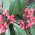 Skimmia japonica subsp. reevesiana