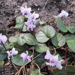 Cyclamen coum f. pallidum - Cyclamen coum