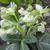 Helleborus lividus 'White Marble'