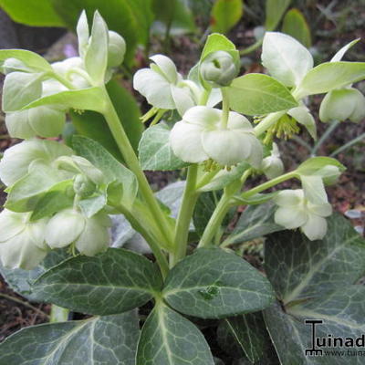 Helleborus lividus 'White Marble' - 