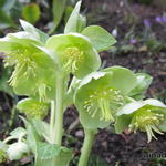 Helleborus lividus 'White Marble' - 