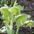 Helleborus lividus 'White Marble'