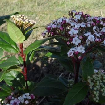 Viburnum tinus 'Spirit'