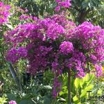 Bougainvillea glabra 'Sanderiana' - 