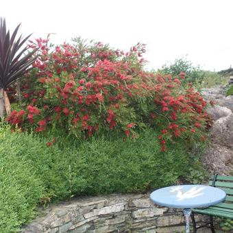 Callistemon rigidus