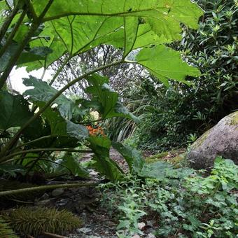 Gunnera manicata