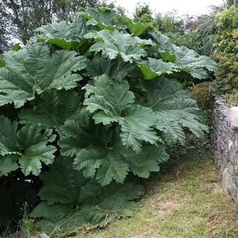 Gunnera manicata