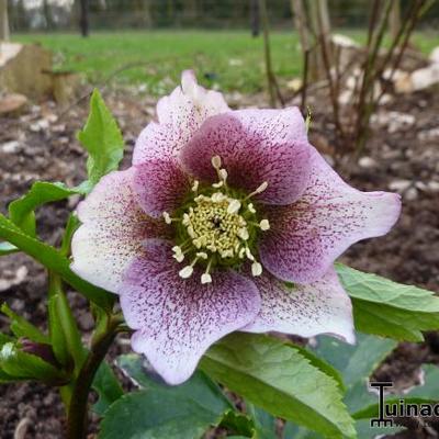 Helleborus - Nieswurz - Helleborus